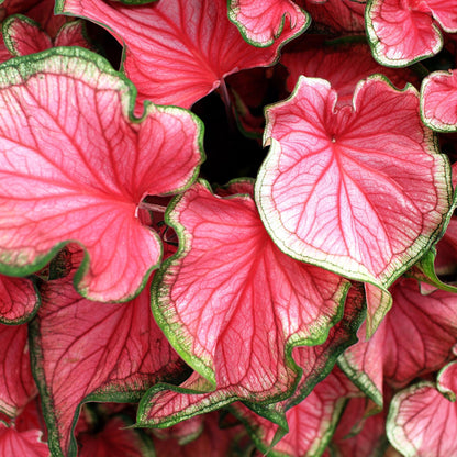 Caladio - 2 Pzs - Caladium 'sweetheart' - Altura 25-40cm - ⌀12cm_3