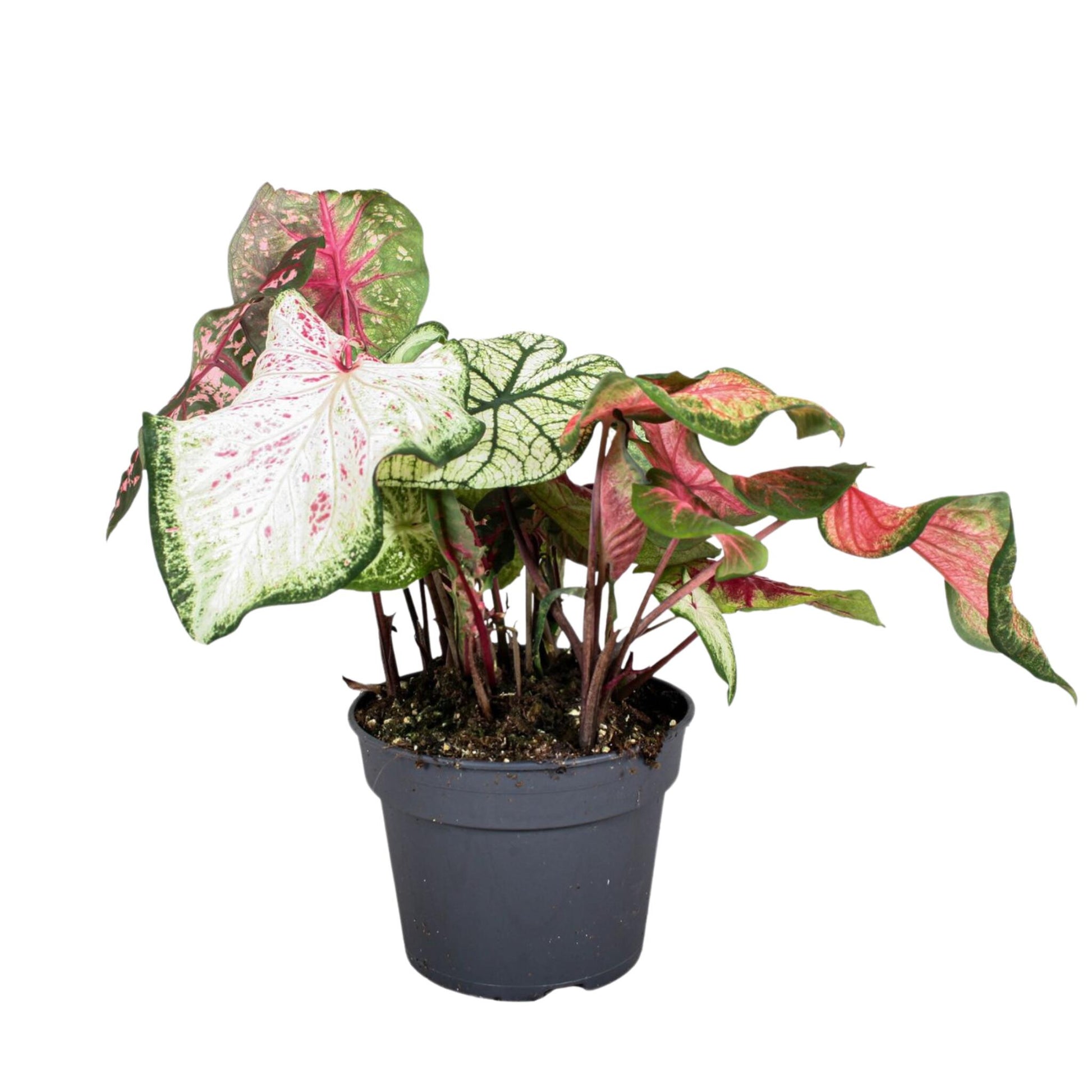 Caladio - Caladium 'carnaval' - Altura 40-50cm - ⌀17cm_0