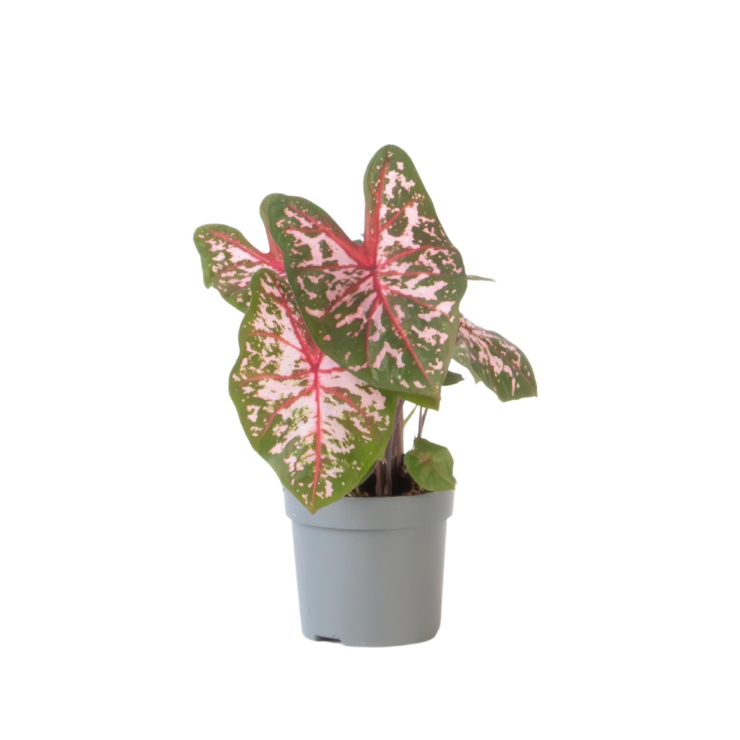 Caladio - Caladium 'carolyn Whorton' - Altura 25-40cm - ⌀13cm_0