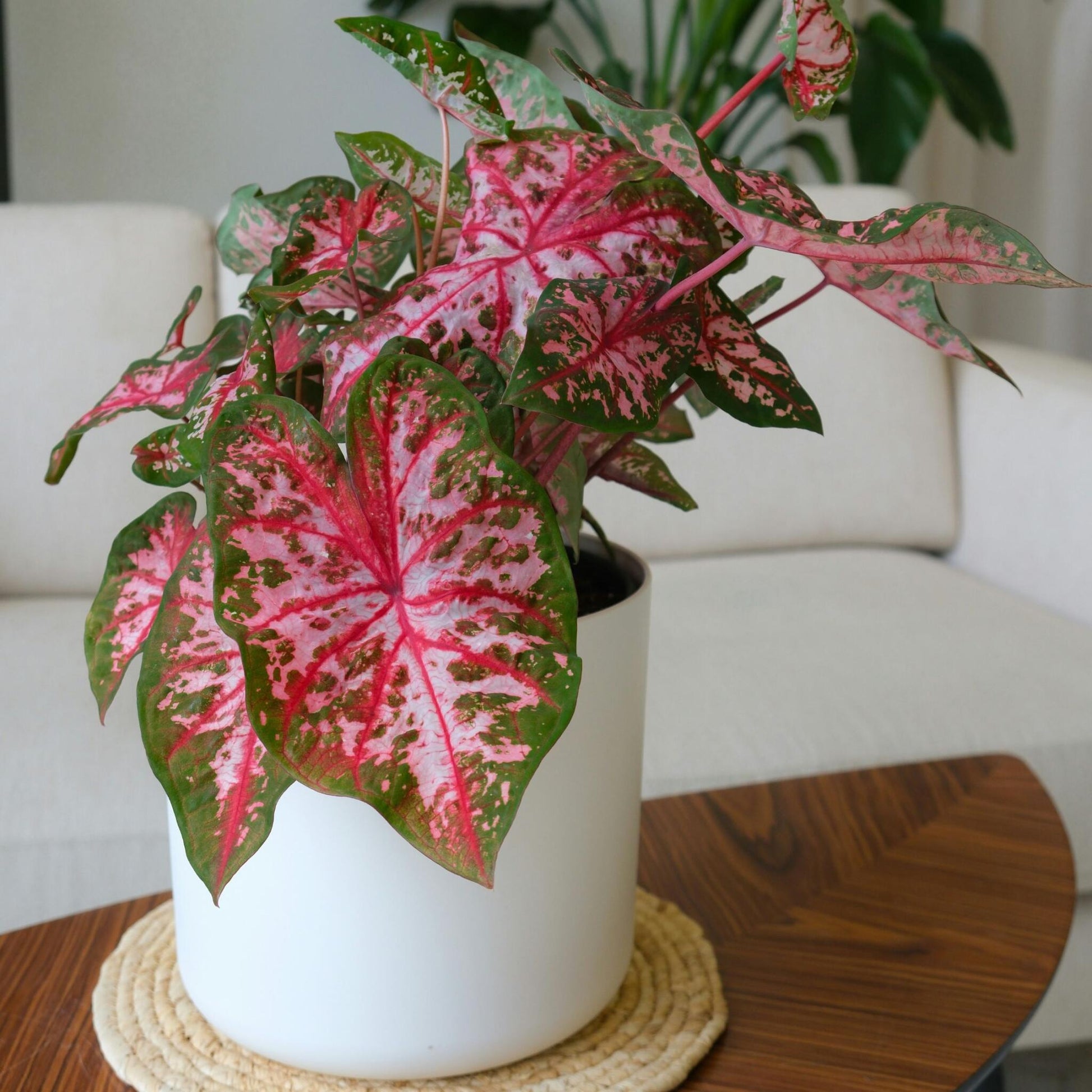 Caladio - Caladium 'carolyn Whorton' - Altura 25-40cm - ⌀13cm_1