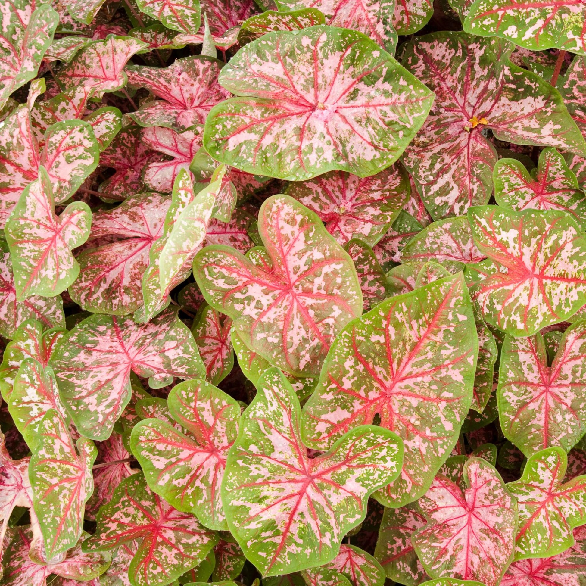 Caladio - Caladium 'carolyn Whorton' - Altura 25-40cm - ⌀13cm_3