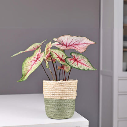 Caladio - Caladium 'carolyn Whorton' - Altura 25-40cm - ⌀13cm_4