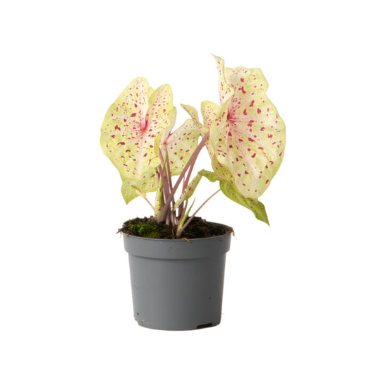 Caladio - Caladium 'miss Muffet' - Altura 25-40cm - ⌀12cm_0