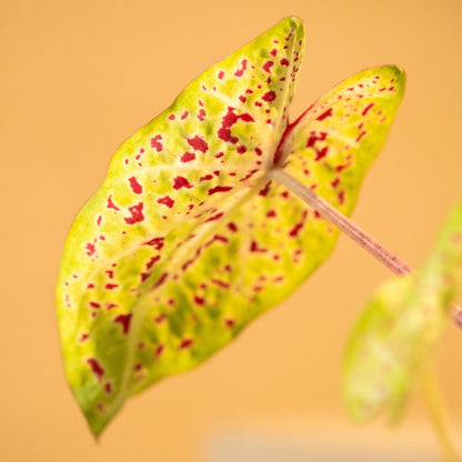 Caladio - Caladium 'miss Muffet' - Altura 25-40cm - ⌀12cm_3