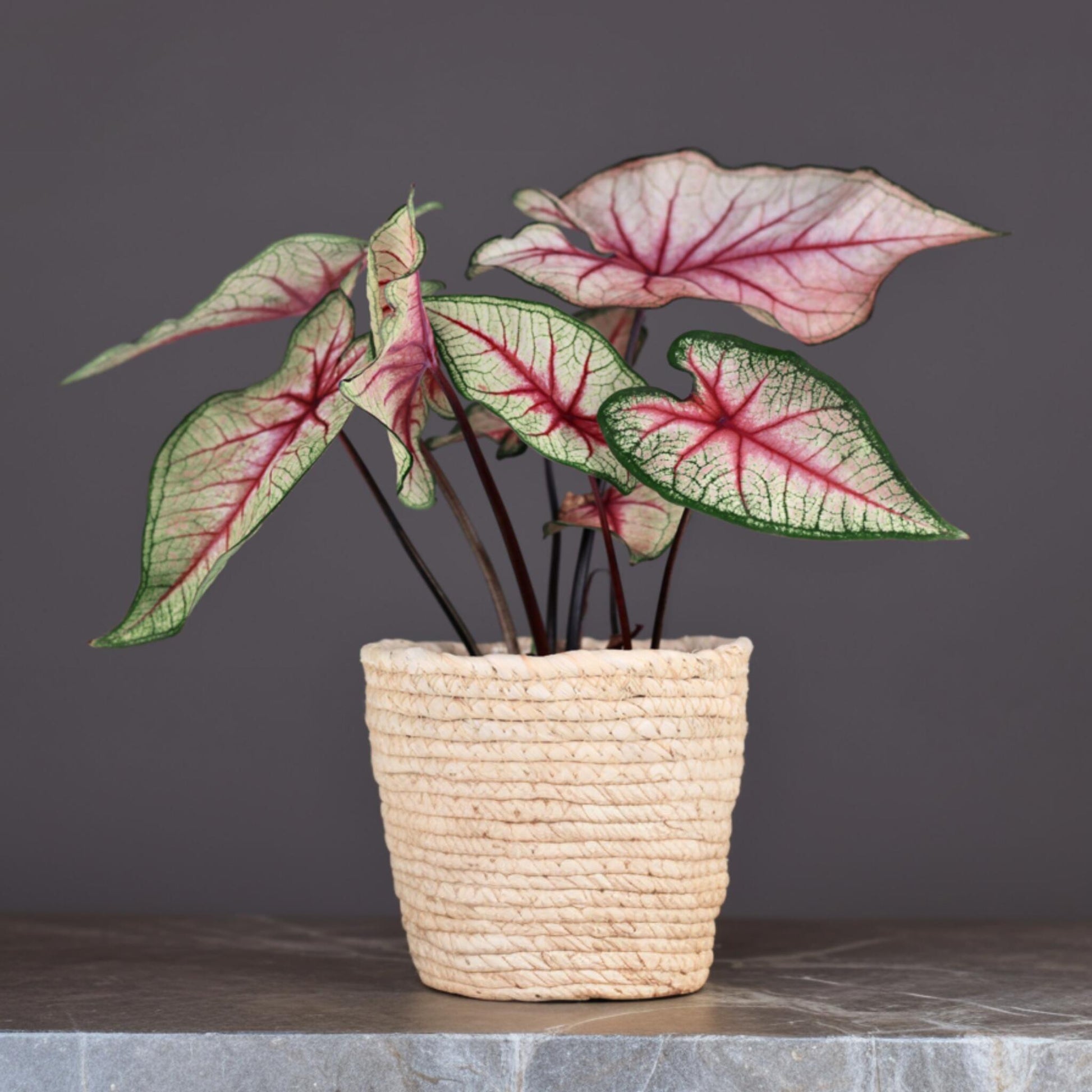 Caladio - Caladium 'tapestry' - Altura 25-35cm - ⌀13cm_1