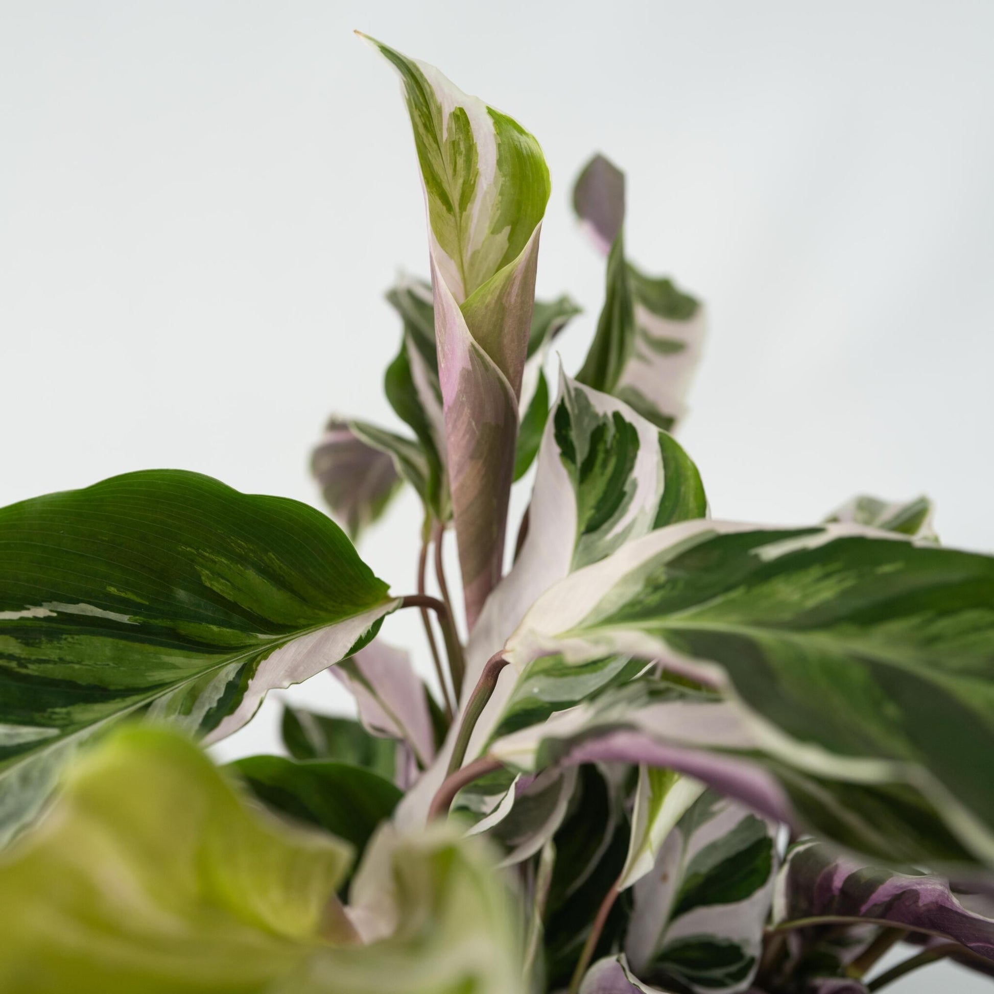 Calatea - 2 Pzs - Calathea Lietzei 'white Fusion' - Altura 30-40cm - ⌀14cm_3
