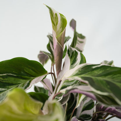 Calatea - 2 Pzs - Calathea Lietzei 'white Fusion' - Altura 30-40cm - ⌀14cm_3