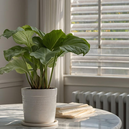 Calatea - Calathea 'orbifolia' - Altura 55-60cm - ⌀21cm_1