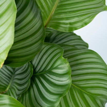 Calatea - Calathea 'orbifolia' - Altura 55-60cm - ⌀21cm_3