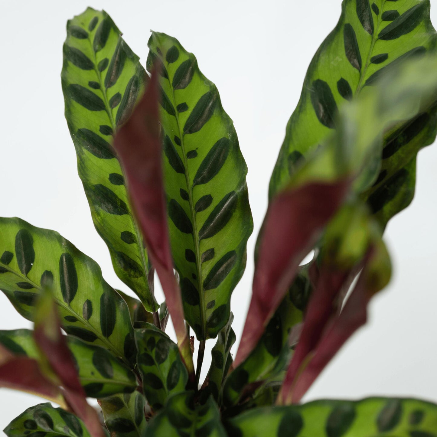 Calathea - 2 Pzs - Goeppertia Insignis - Altura 30-40cm - ⌀12cm_3