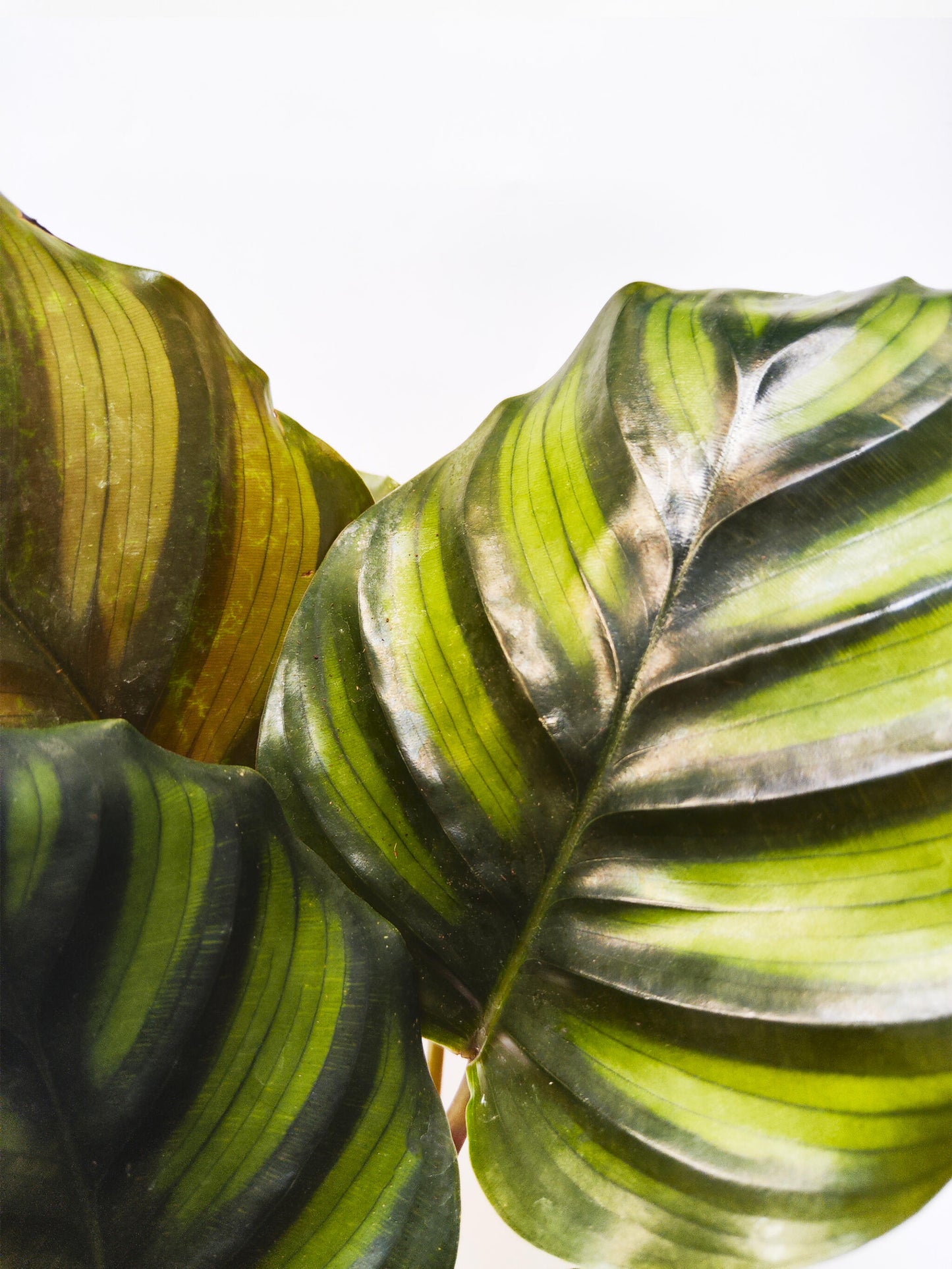 Calathea Faciata_1