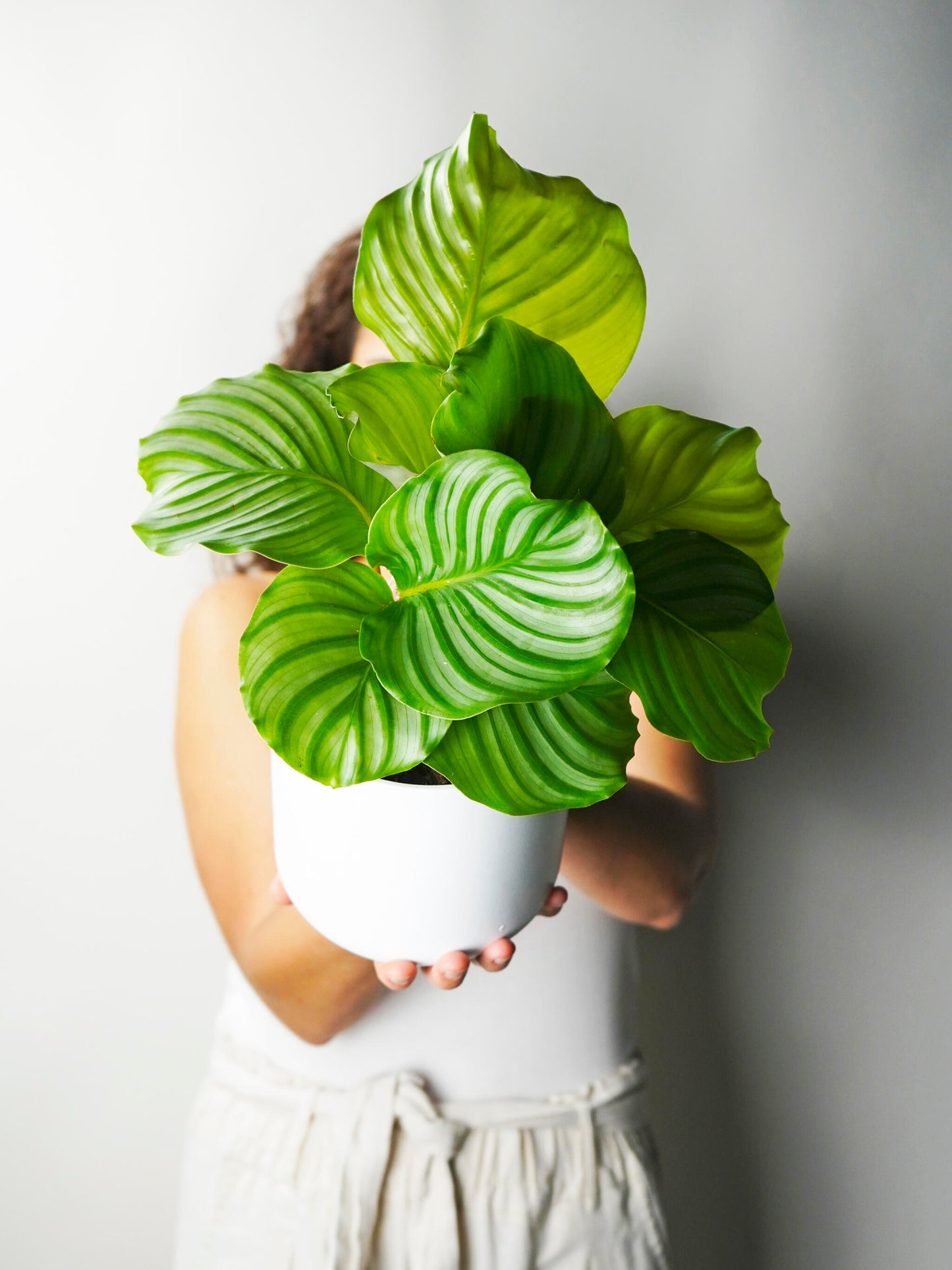 Calathea Orbifolia | Altura 45cm - Diámetro 14cm_1