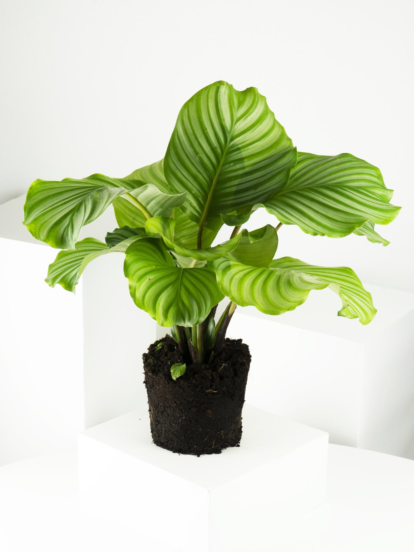 Calathea Orbifolia | Altura 45cm - Diámetro 14cm_2