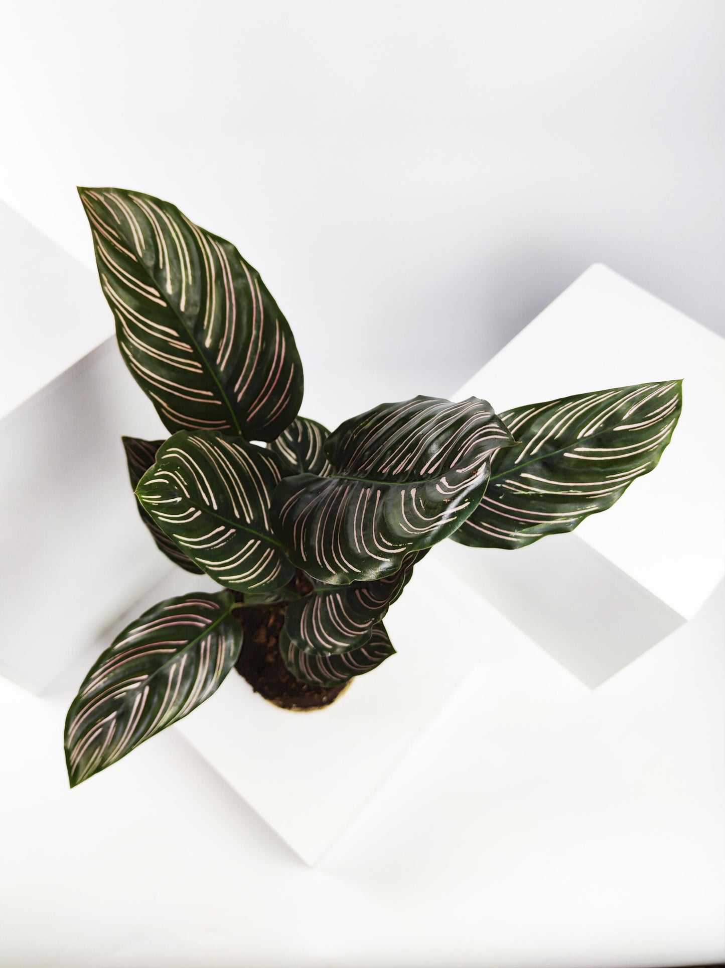 Calathea Ornata O Sanderiana_4