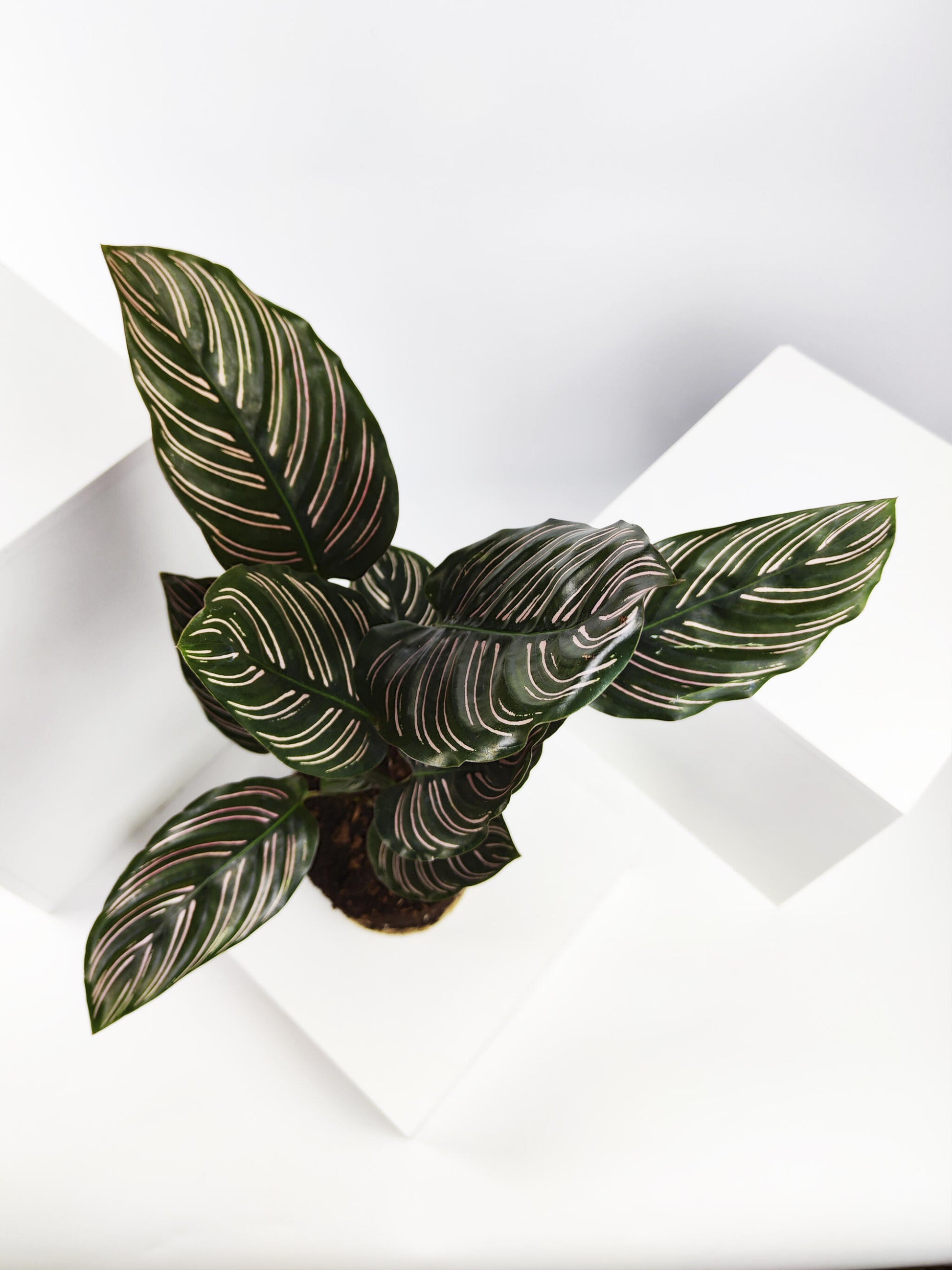 Calathea Ornata O Sanderiana_4