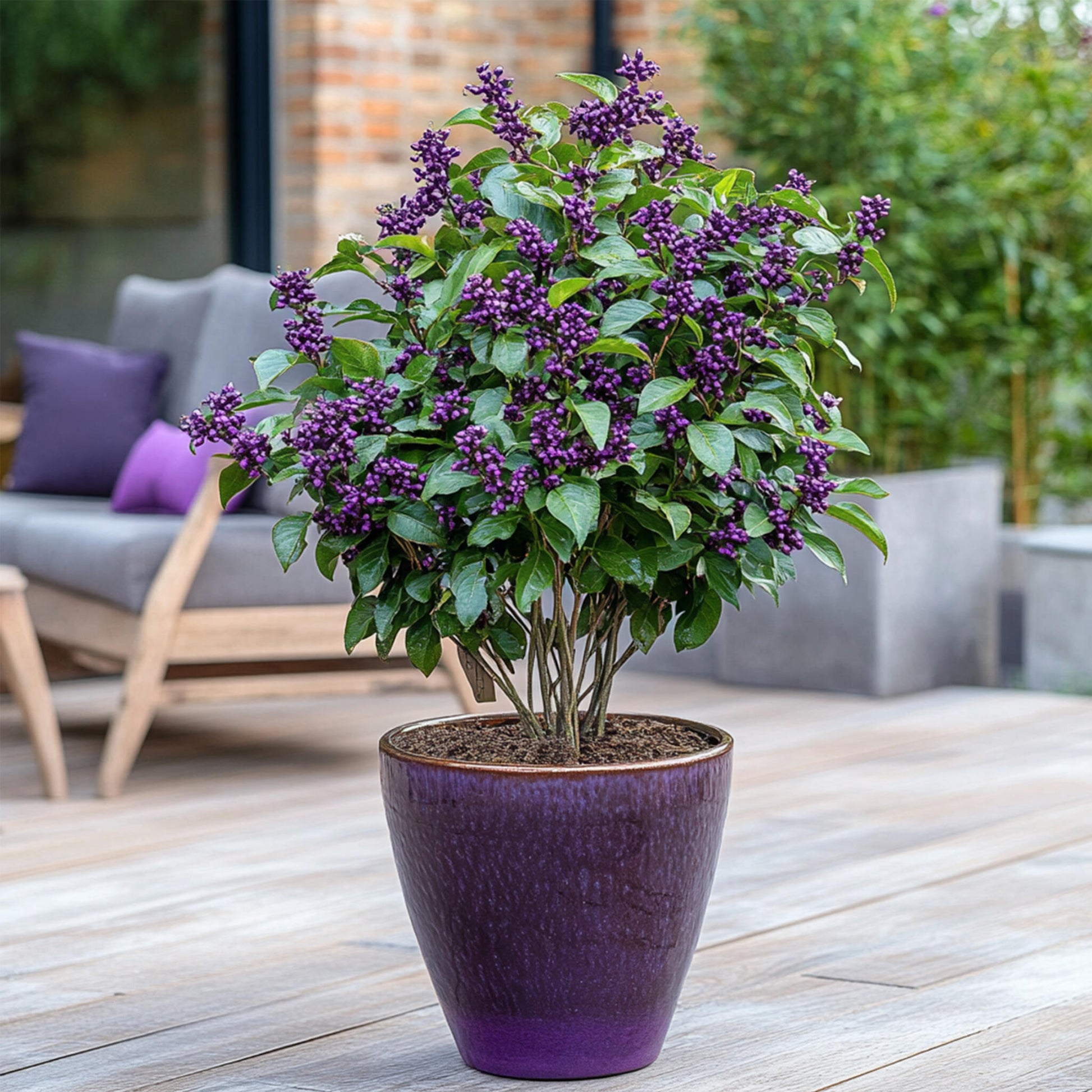 Calicarpa Malva - Callicarpa Bodinieri 'profusion' - Altura 50-60cm - ⌀19cm_1