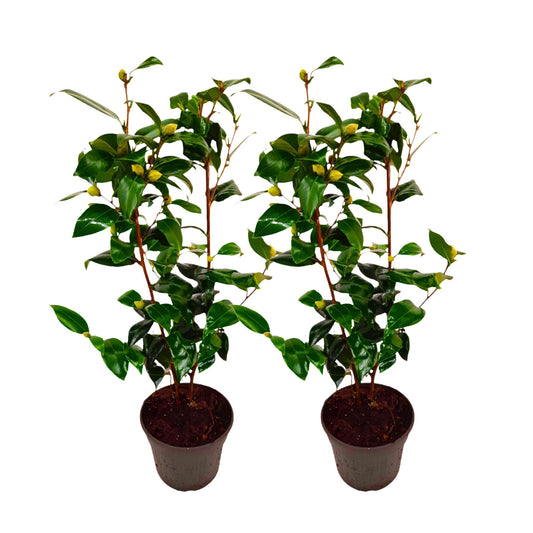 Camelia Japonesa - 2 Pzs - Camellia Japonica 'brush Field' - A50-60cm - ⌀15cm_0