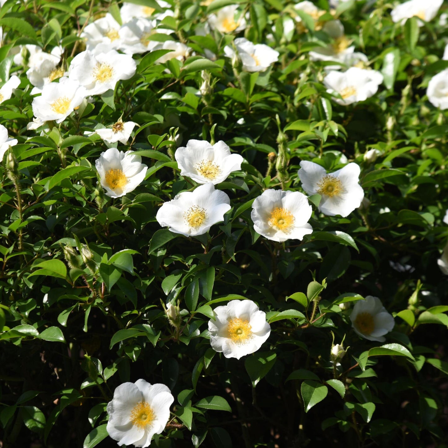 Camelia Japonesa - 3 Pzs - Camellia Japonica 'brush Field' - A25-40cm - ⌀9cm_1