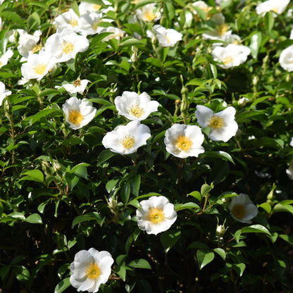 Camelia Japonesa - 3 Pzs - Camellia Japonica 'brush Field' - A25-40cm - ⌀9cm_1