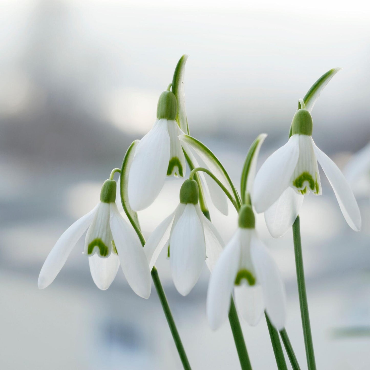 Campanilla De Invierno - 50 Pzs - Galanthus Elwesii - Bulbos De Flores - Blanco_1