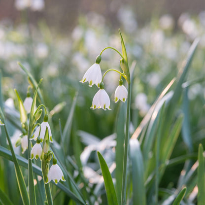 Campanilla De Verano - 20 Pzs - Leucojum Aestivum - Bulbos De Flores - Blanco_1