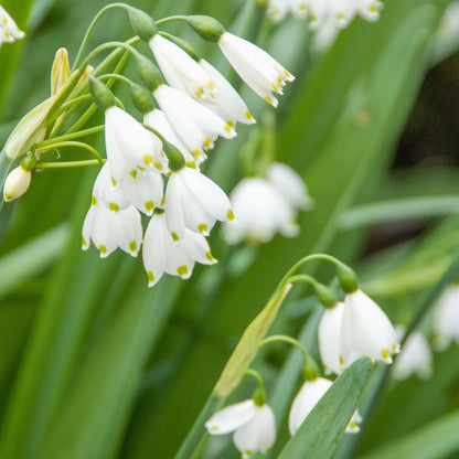 Campanilla De Verano - 20 Pzs - Leucojum Aestivum - Bulbos De Flores - Blanco_3