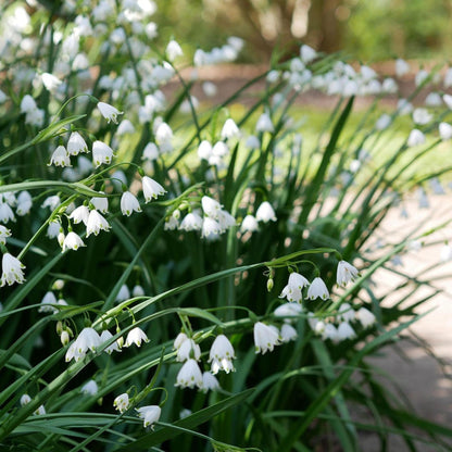 Campanilla De Verano - 20 Pzs - Leucojum Aestivum - Bulbos De Flores - Blanco_4