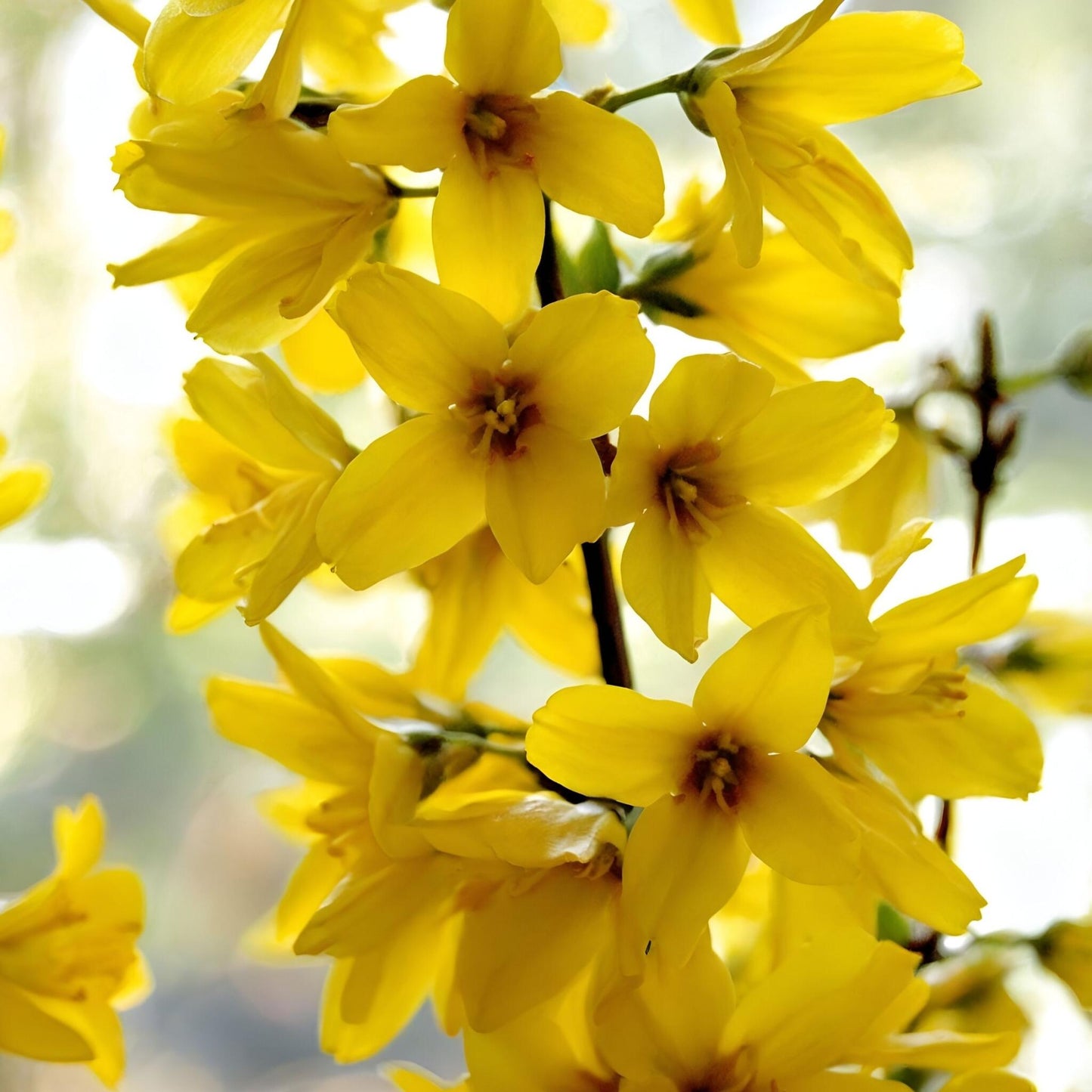 Campanita China - 2 Pzs - Forsythia Intermedia 'minigold' - A25-40cm - ⌀17cm_3