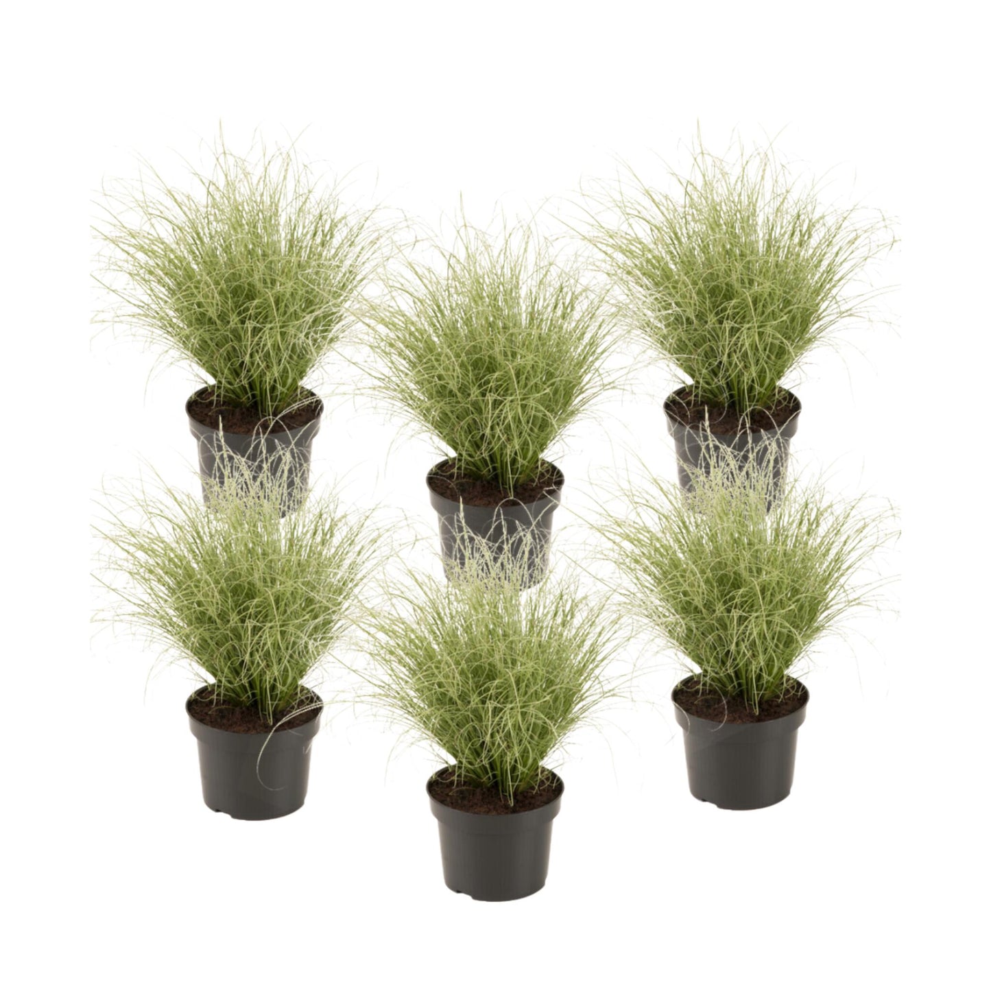 Carex Niebla Amazónica - 6 Pzs - Carex 'amazon Mist' - Altura 15-25cm - ⌀105cm_0