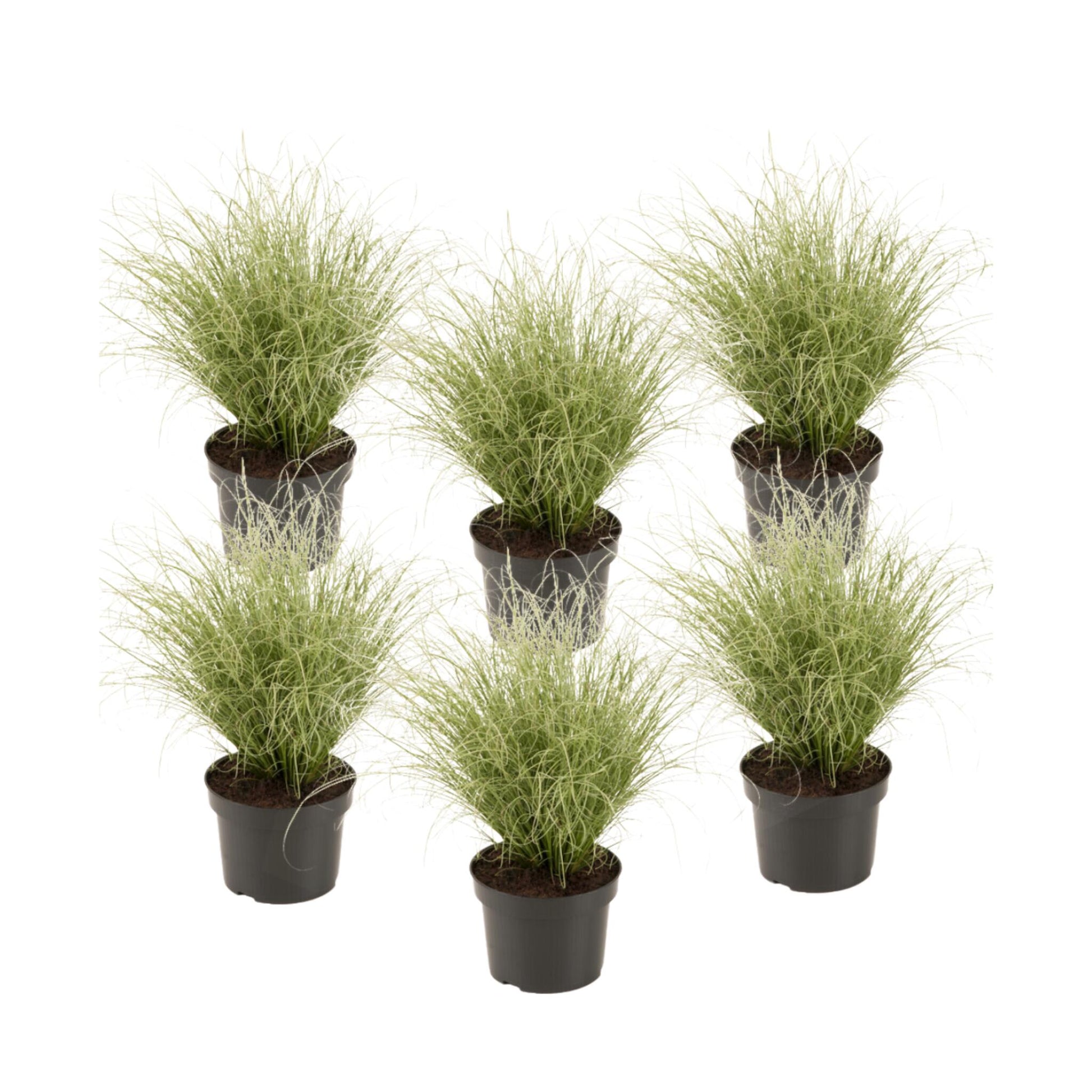 Carex Niebla Amazónica - 6 Pzs - Carex 'amazon Mist' - Altura 15-25cm - ⌀105cm_0