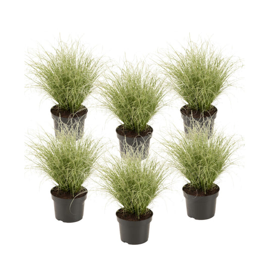 Carex Niebla Amazónica - 6 Pzs - Carex 'amazon Mist' - Altura 15-25cm - ⌀105cm_0