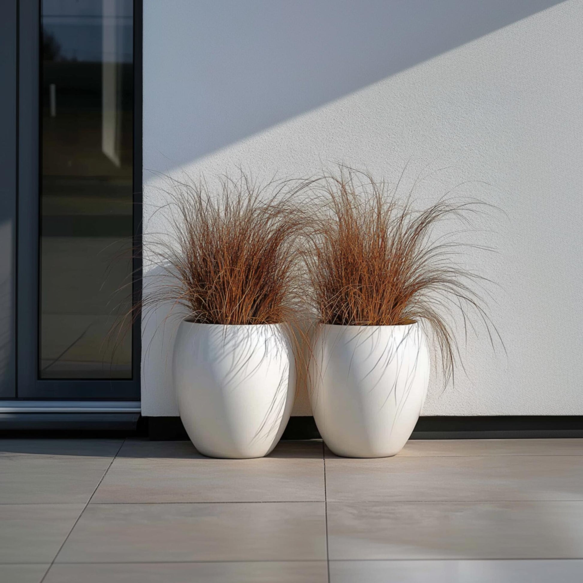 Carex Niebla Amazónica - 6 Pzs - Carex 'amazon Mist' - Altura 15-25cm - ⌀105cm_1