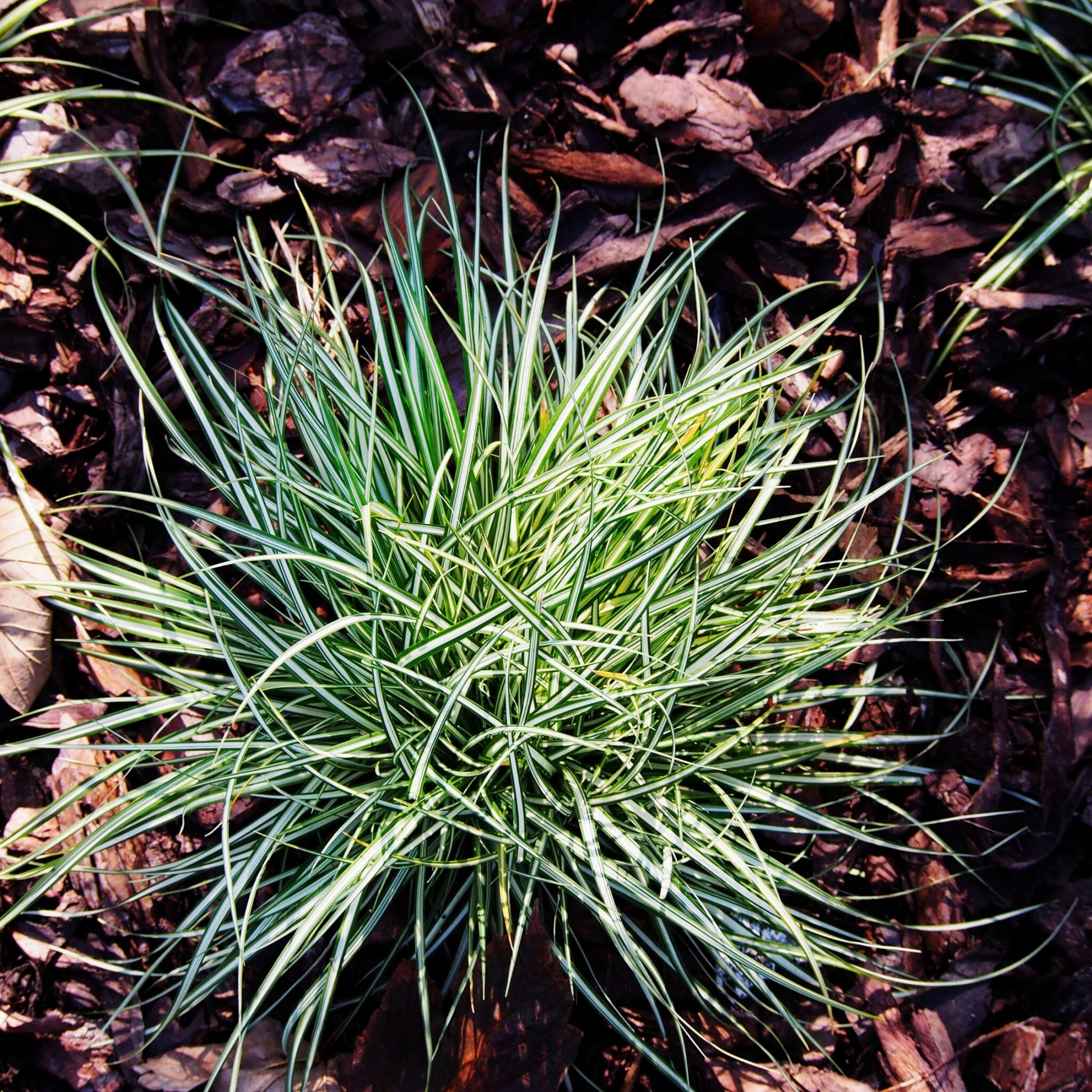 Carex Niebla Amazónica - 6 Pzs - Carex 'amazon Mist' - Altura 15-25cm - ⌀105cm_1