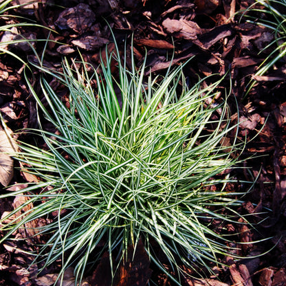 Carex Niebla Amazónica - 6 Pzs - Carex 'amazon Mist' - Altura 15-25cm - ⌀105cm_1