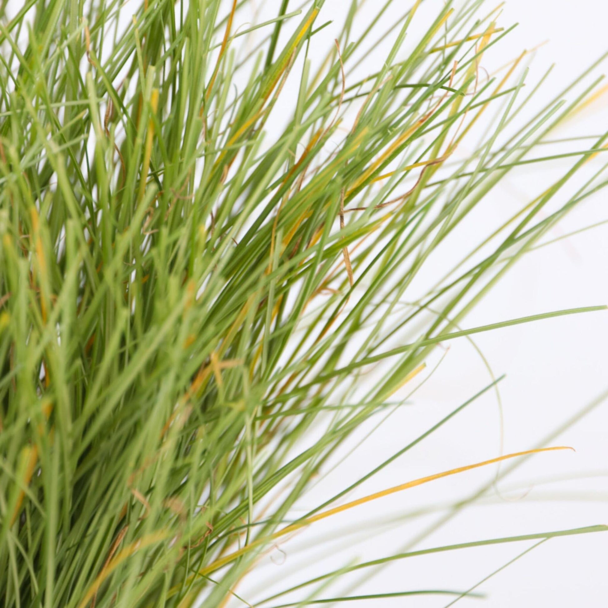 Carex Niebla Amazónica - 6 Pzs - Carex 'amazon Mist' - Altura 15-25cm - ⌀105cm_3