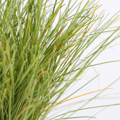 Carex Niebla Amazónica - 6 Pzs - Carex 'amazon Mist' - Altura 15-25cm - ⌀105cm_3