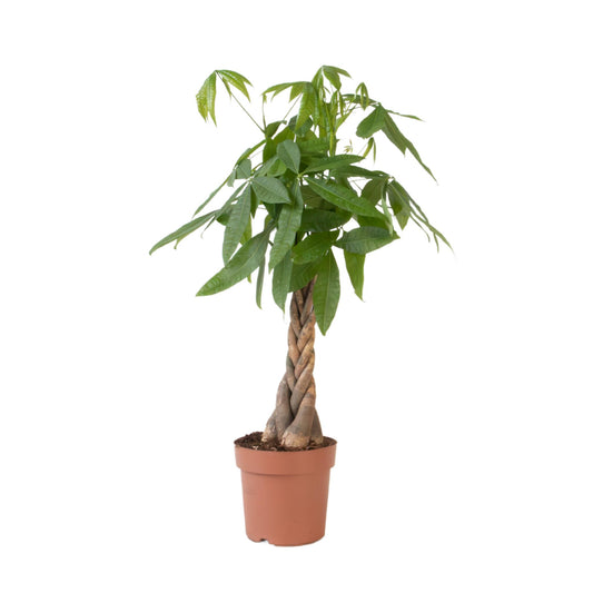 Castaño De Guayaba - Pachira Aquatica - Altura 100-120cm - ⌀24cm_0