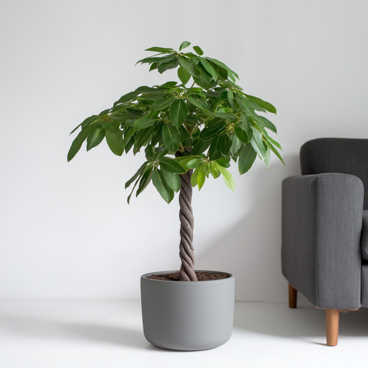 Castaño De Guayaba - Pachira Aquatica - Altura 100-120cm - ⌀24cm_4
