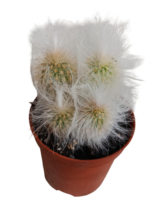 Cephalocereus Senilis Viejito Planta Suculenta Natural Ø5_0