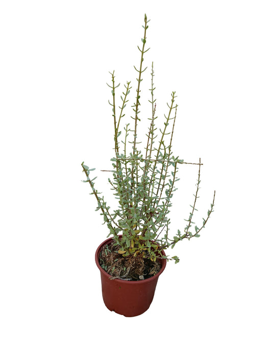 Ceraria Fruticulosa Planta Suculenta Natural Ø13_0