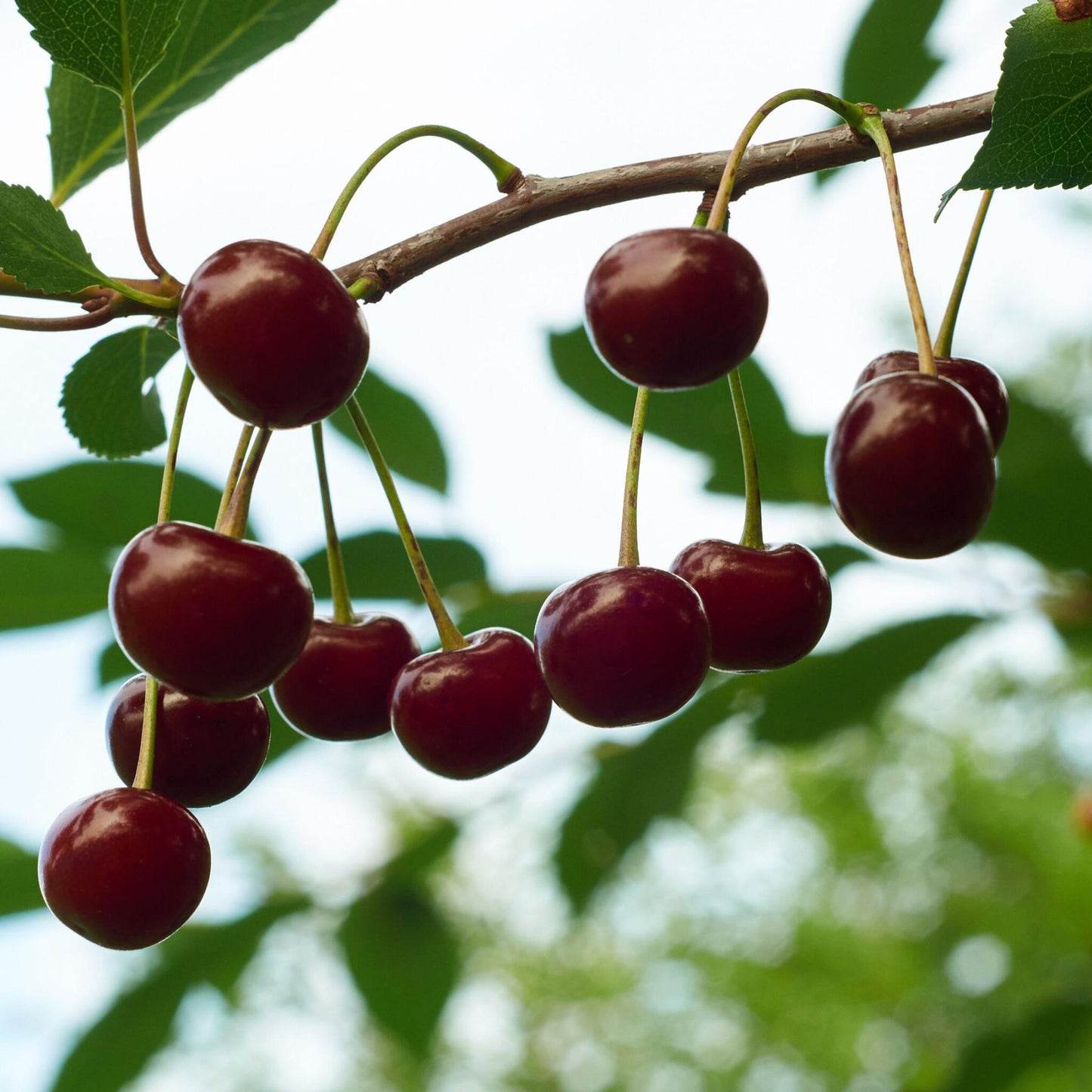 Cerezo - Prunus Avium - Cereza Dulce - Altura 90-110cm - ⌀23cm_1