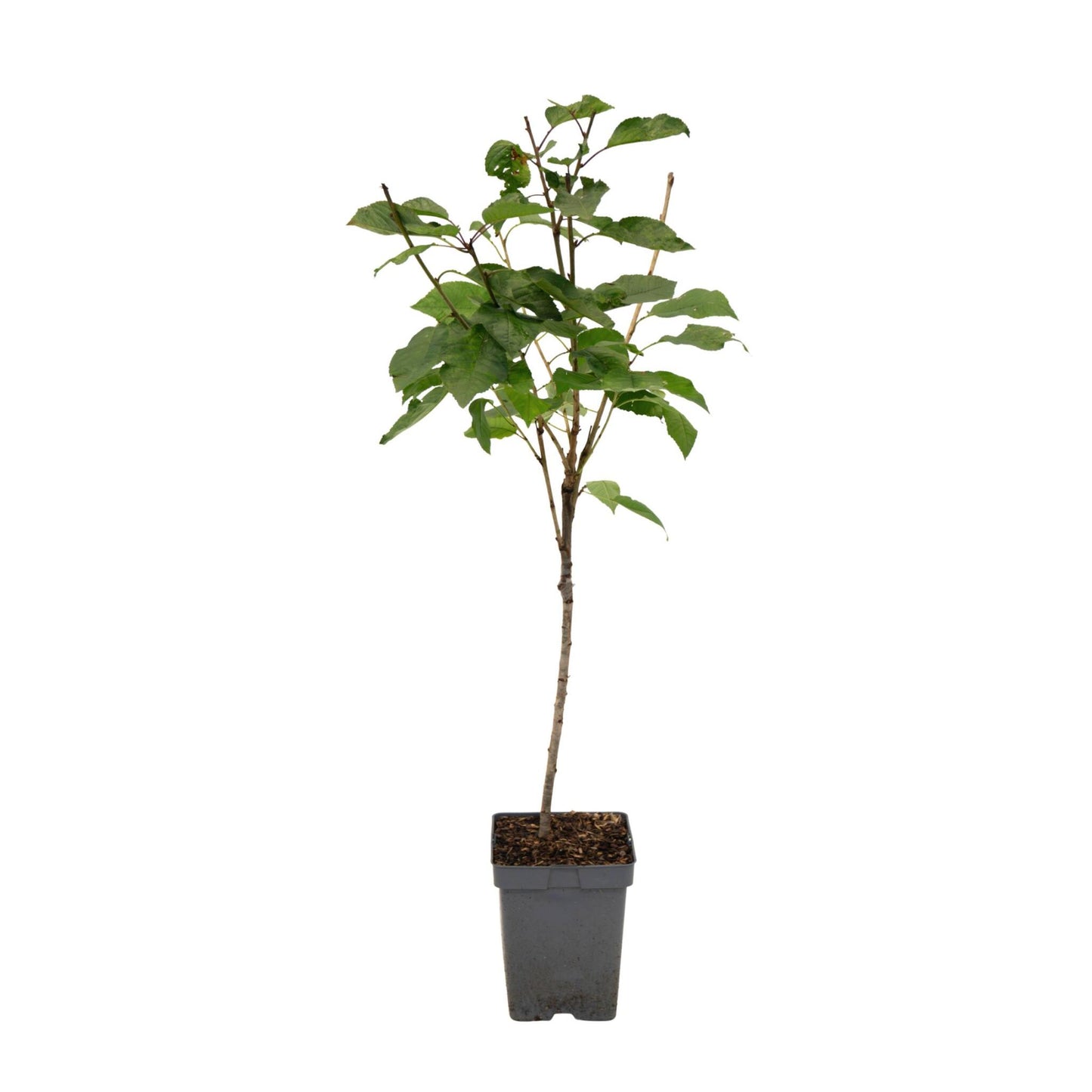 Cerezo - Prunus Avium 'stella' - Cereza Dulce - Altura 90-110cm - ⌀23cm_0