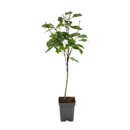 Cerezo - Prunus Avium 'stella' - Cereza Dulce - Altura 90-110cm - ⌀23cm_0