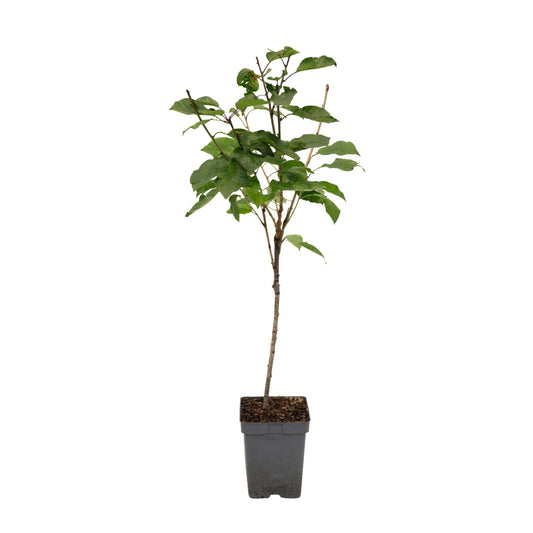 Cerezo - Prunus Avium 'stella' - Cereza Dulce - Altura 90-110cm - ⌀23cm_0