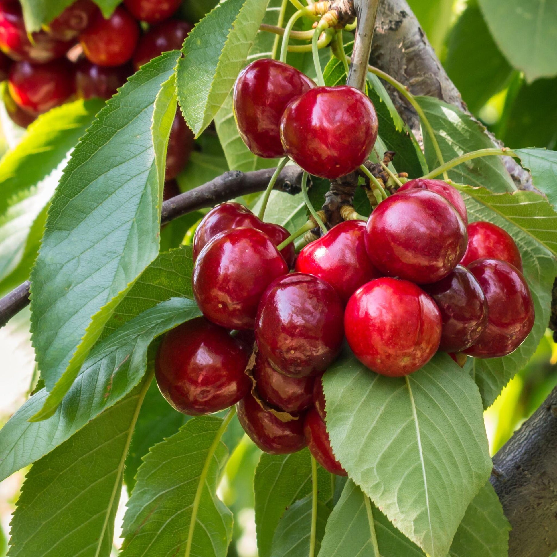 Cerezo - Prunus Avium 'stella' - Cereza Dulce - Altura 90-110cm - ⌀23cm_3