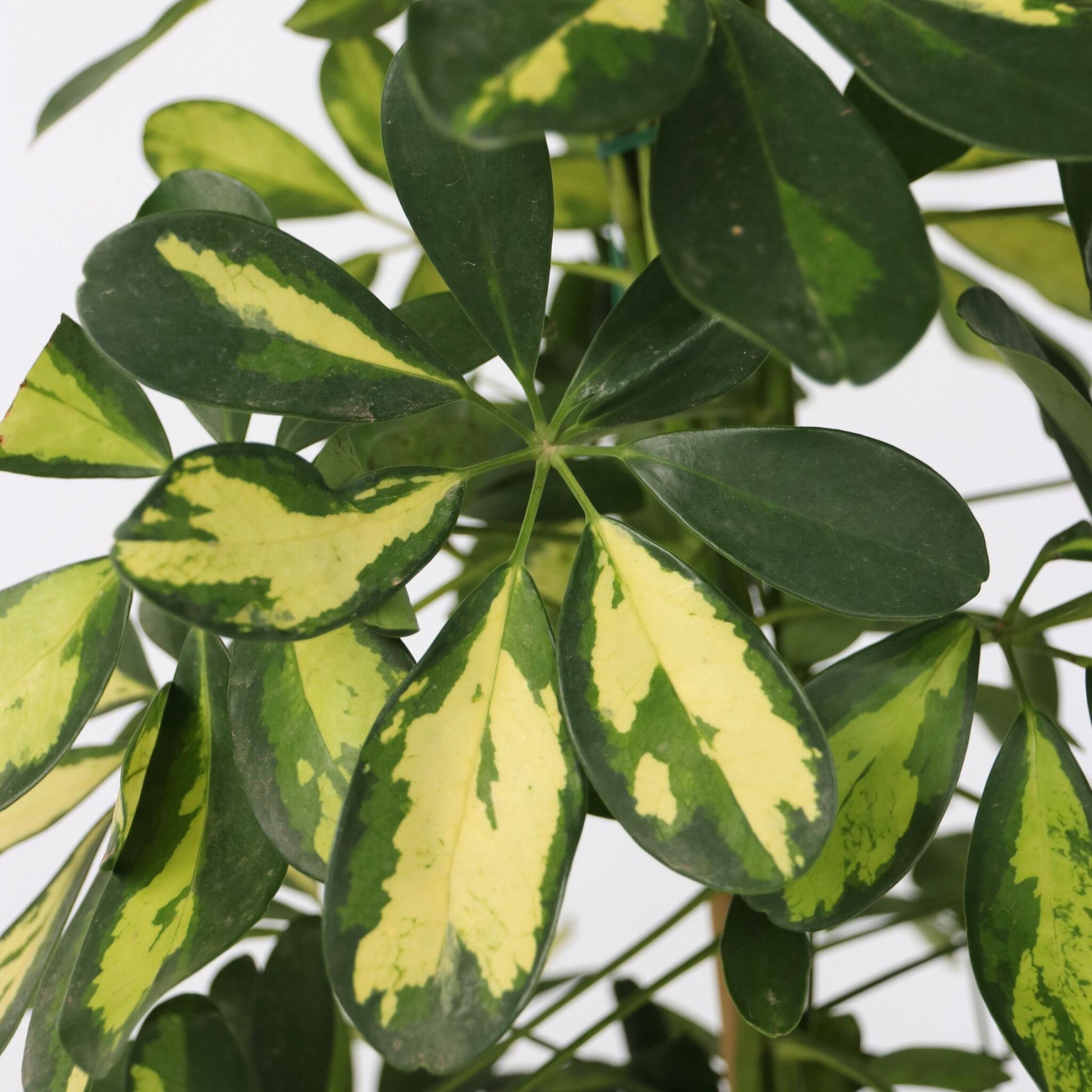Cheflera - 2 Pzs - Schefflera 'dalton' - Altura 90-100cm - ⌀21cm_3