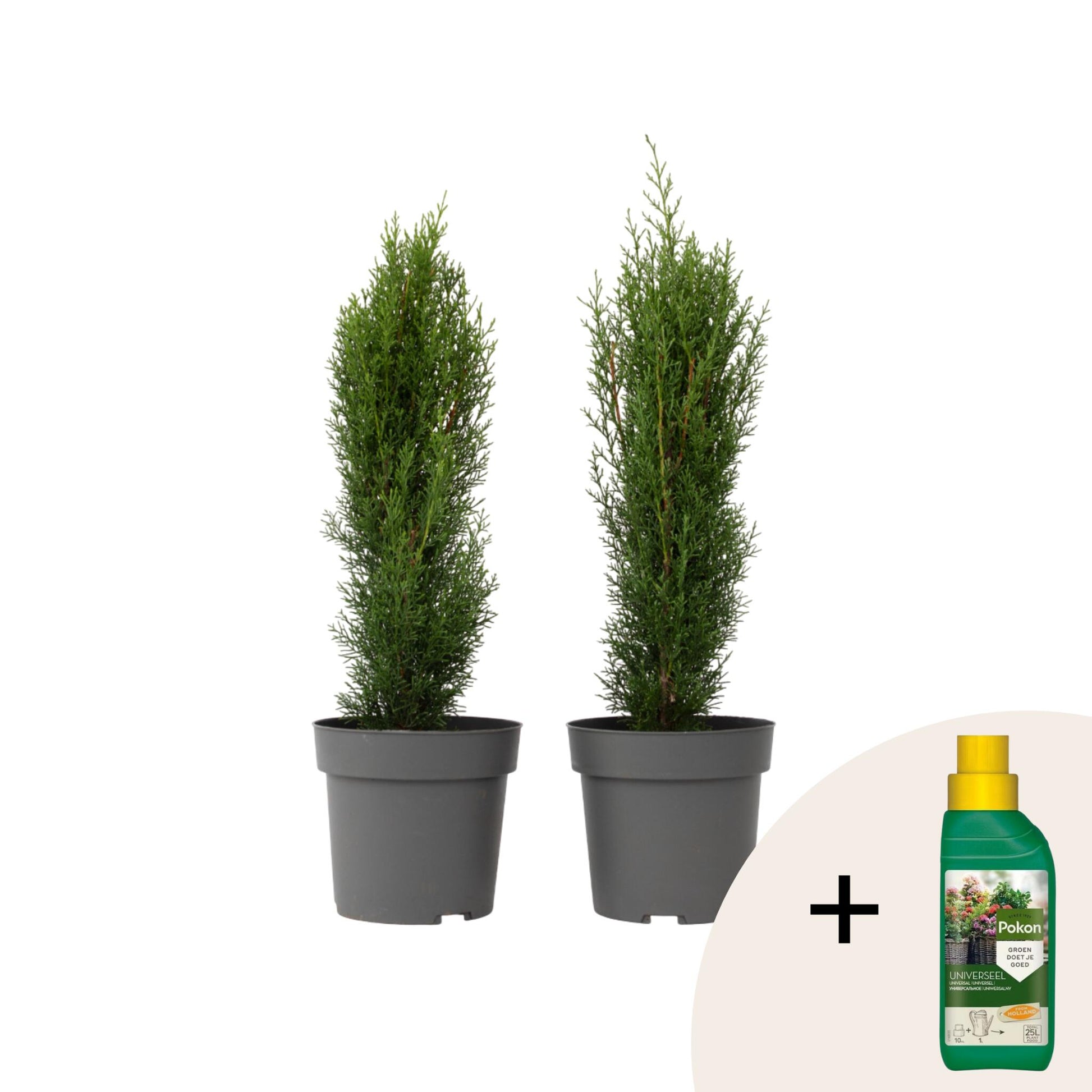 Ciprés Italiano - 2 Pzs - Cupressus Sempervirens 'totem' - A60-80cm - ⌀19cm_0