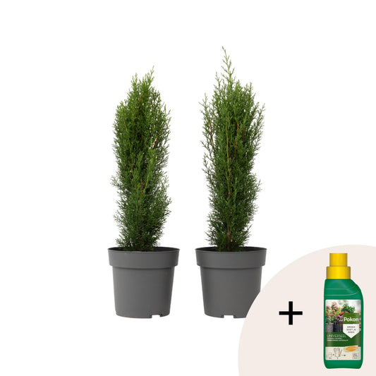 Ciprés Italiano - 2 Pzs - Cupressus Sempervirens 'totem' - A60-80cm - ⌀19cm_0