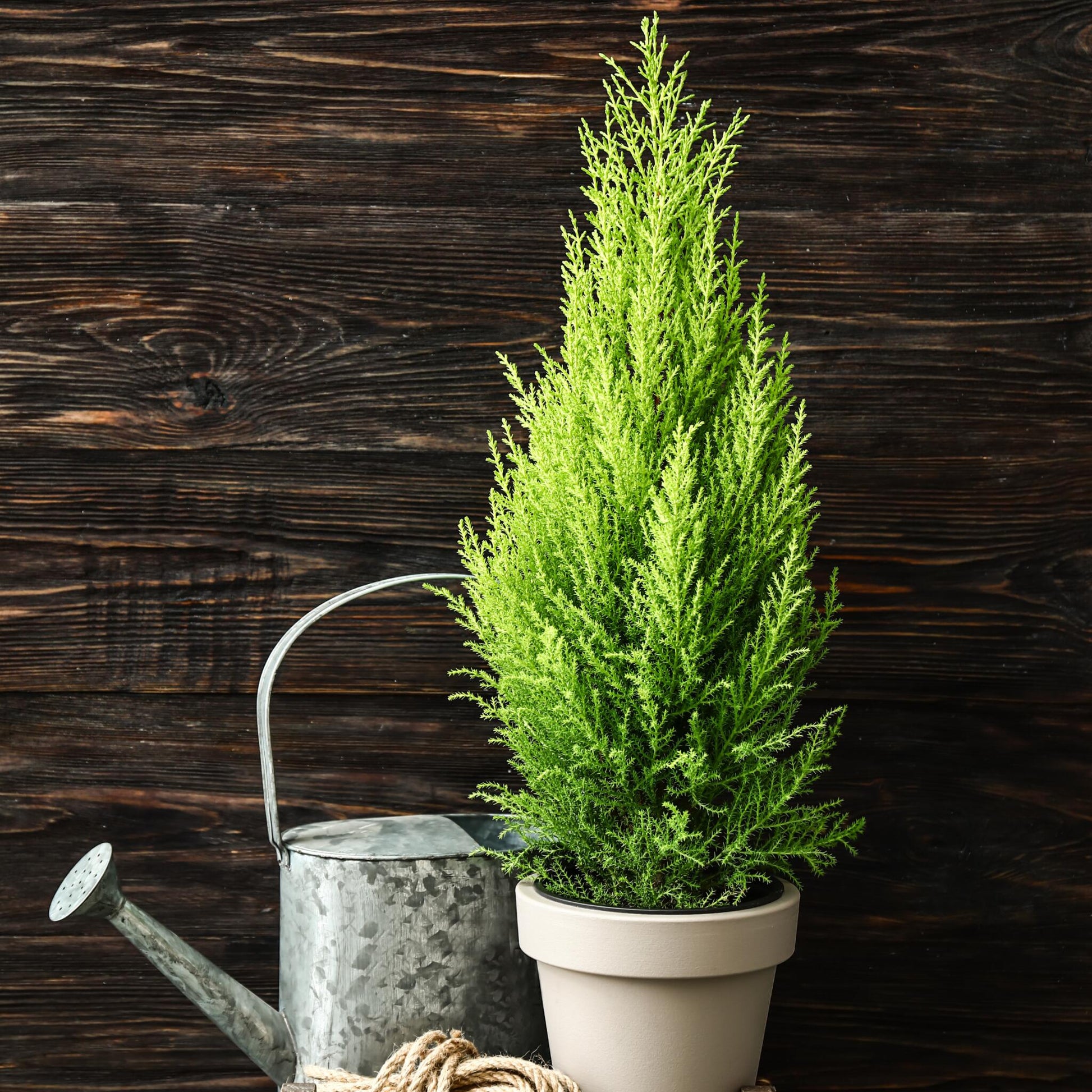 Ciprés Italiano - 2 Pzs - Cupressus Sempervirens 'totem' - A60-80cm - ⌀19cm_1