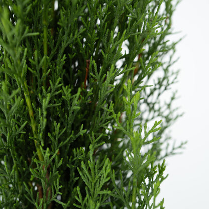 Ciprés Italiano - Cupressus Sempervirens 'totem' - Altura 60-80cm - ⌀19cm_3